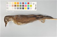 藏品(白腹鶇)的圖片